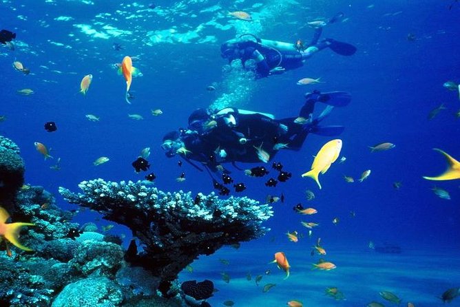 Intro Scuba Diving Beginners Full Day Boat Trip 2 Stops Diving & Lunch– Hurghada - Stop two: more time for coral and marine life