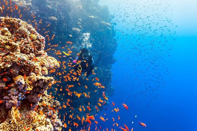 Intro Scuba Diving Beginners Full Day Boat Trip 2 Stops Diving & Lunch– Hurghada - Safety and the right level of supervision
