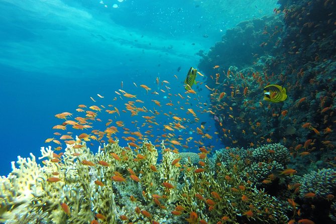 Intro Scuba Diving - The first session at roughly 6 meters