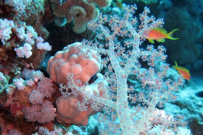 Introduction: Diving from the Reef in Sharm El Sheikh - Why the $46.46 price can make sense