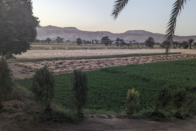 Luxor Half Day tour: Valley of the Kings, Hatshepsut and Memnon - Price, timing, and what you actually receive