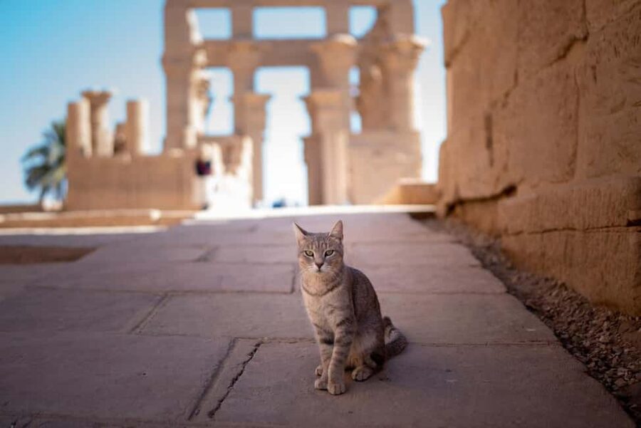 Luxor: Private Full-Day Customized Tour With Carriage Ride - A horse carriage ride through modern Luxor