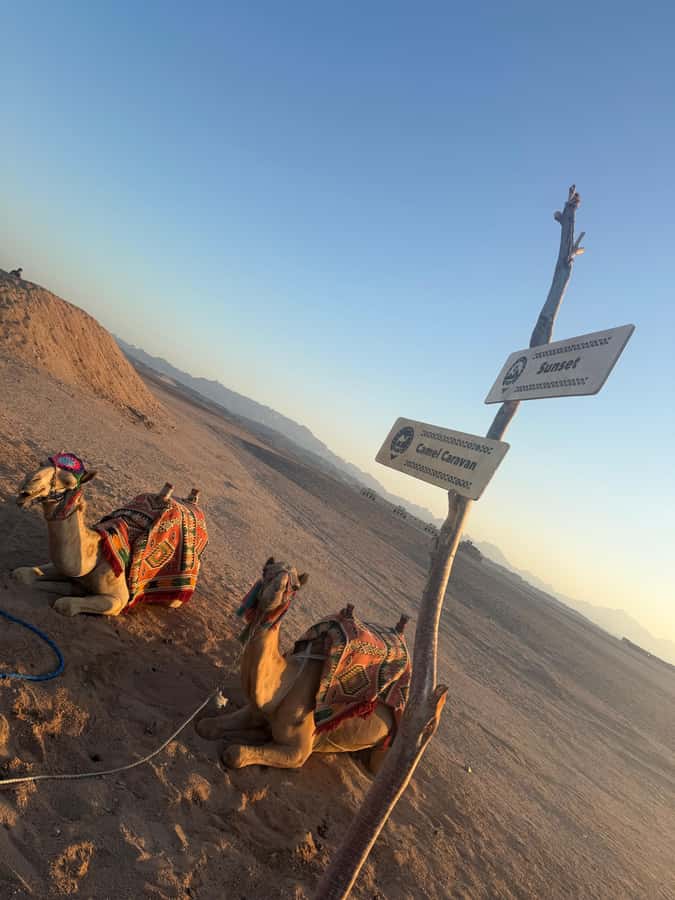 Makadi Bay: BADU Luxury Bedouin Dinner Experience & Stargaze - What kind of desert evening is this?