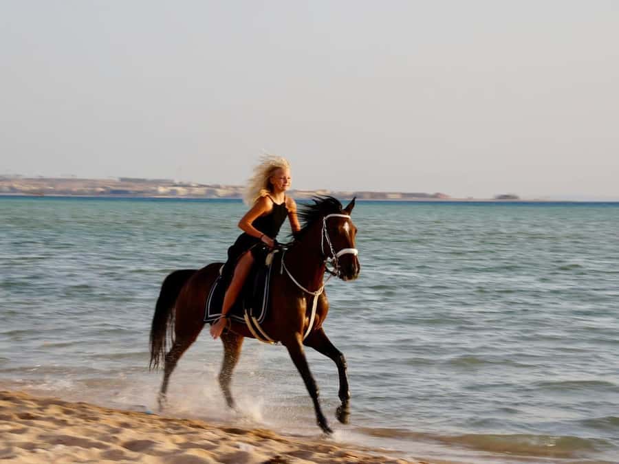 Makadi Bay: Horse Riding in Desert & Sea w Guide + Transfers - Meeting your horse before the ride