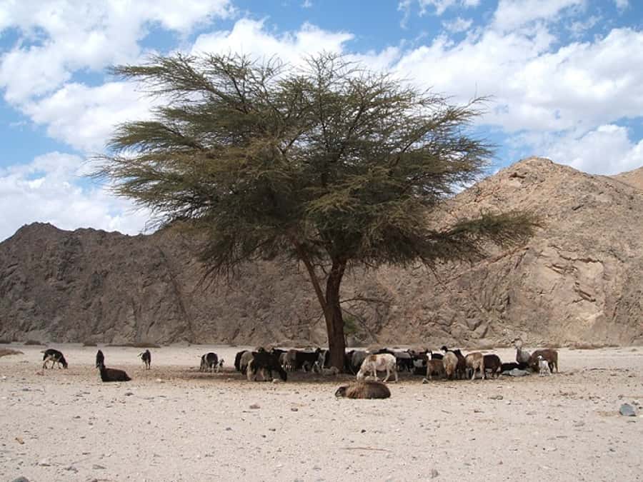 Makadi Bay: Jeep Safari Adventure with Bedouin guide - What the $33 Price Really Buys