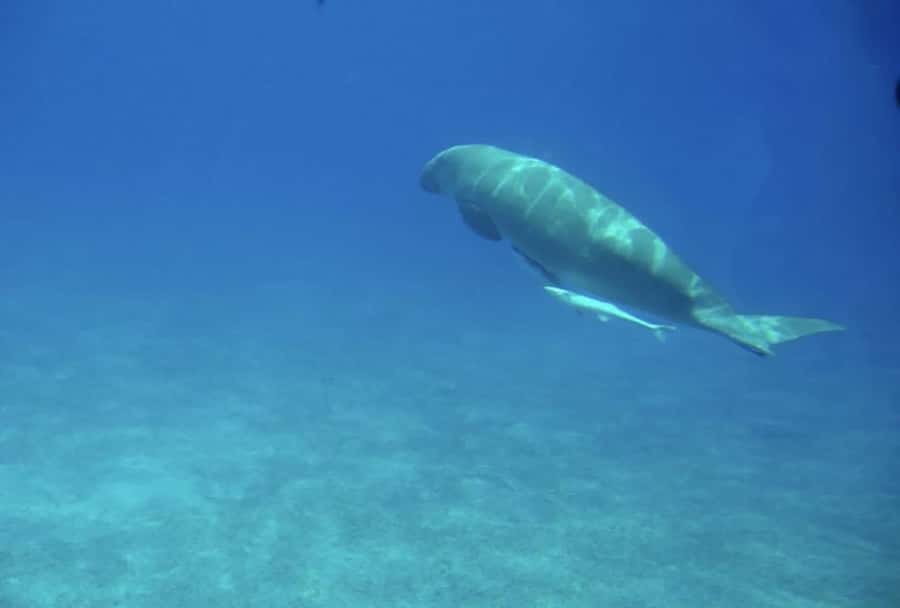 Makadi Bay: Royal Seascope Submarine Cruise & Snorkel stop - Getting to Xanadu Hotel Marina