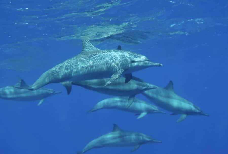 Makadi Bay: Royal Seascope Submarine Cruise & Snorkel stop - A 20-minute snorkeling stop