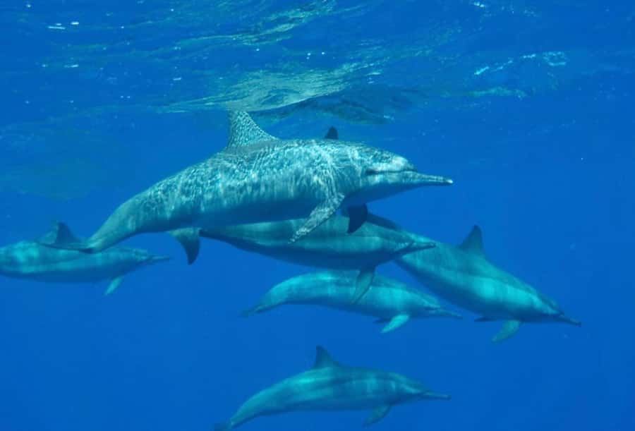Marsa Alam: Royal Seascope Submarine Cruise with Pickup - Who will enjoy this most