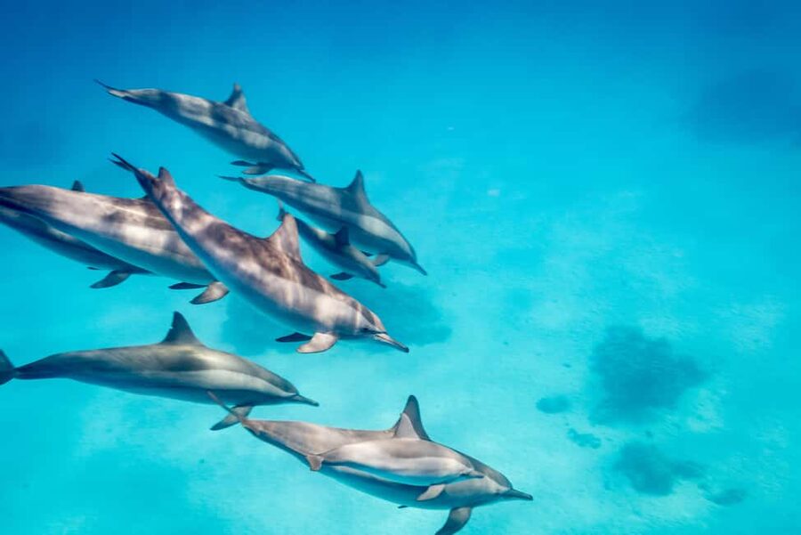 Marsa Alam:Sataya Reefs Dolphin Snorkeling Cruise with Lunch - Coral gardens, fish, and the second water stop