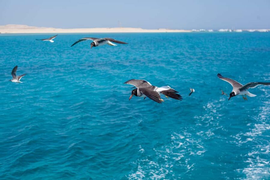 Marsa Alam:Sataya Reefs Dolphin Snorkeling Cruise with Lunch - How the $90 price compares with the effort