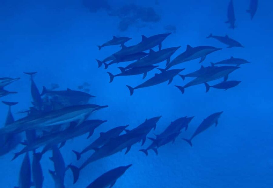 Marsa Alam:Sataya Reefs Dolphin Snorkeling Cruise with Lunch - Who will enjoy this trip most