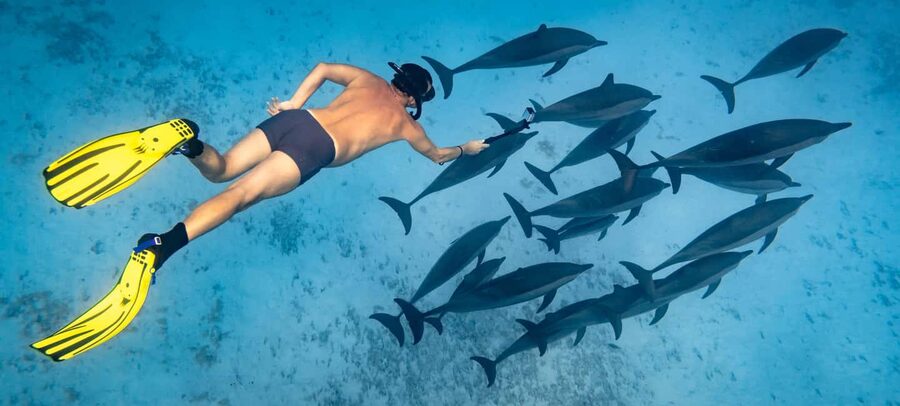 Marsa Alam:Sataya Reefs Dolphin Snorkeling Cruise with Lunch - From your Marsa Alam hotel to the marina