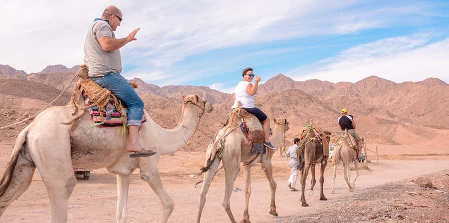 Marsa Alam: Sea and Desert Camel Riding Tour - Animal welfare and the feel of the ride