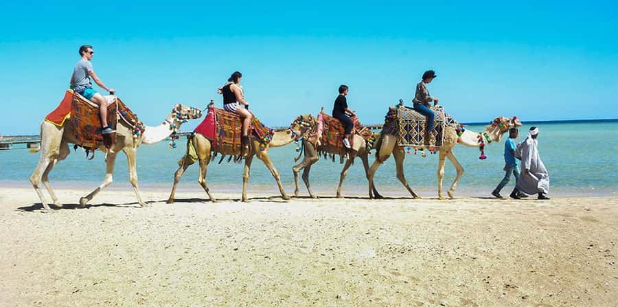 Marsa Alam: Sea and Desert Camel Riding Tour - Meeting the camels and learning the basics