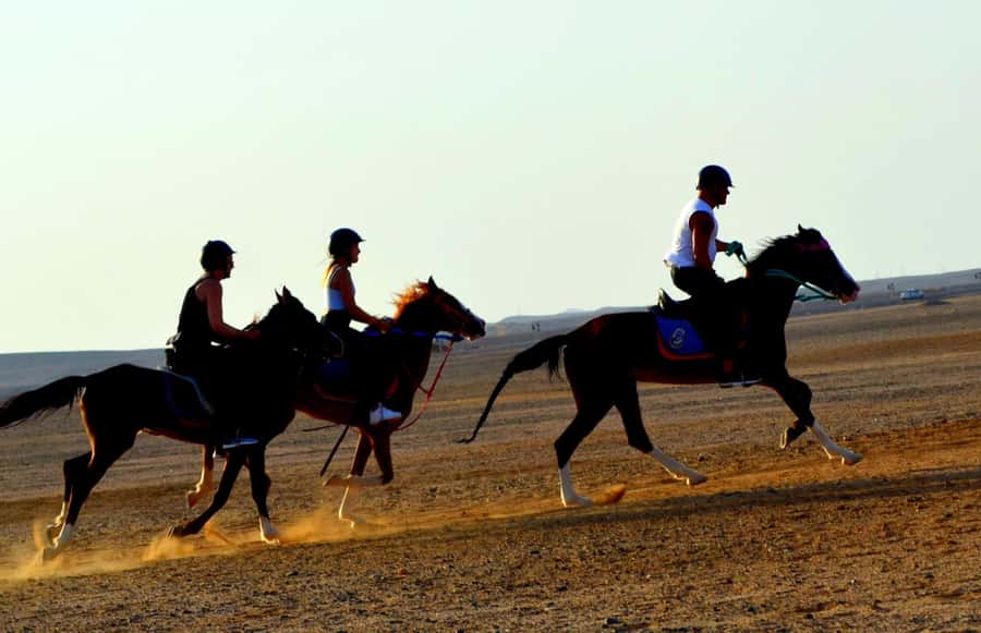 Marsa Alam: Sea and Desert Horse Riding Tour - Who should book this ride?