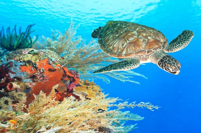 Marsa Alam: Snorkel with Sea Cows and Turtles at Marsa Mubarak - Who will enjoy this Marsa Alam excursion