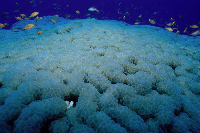 Marsa Alam: Snorkel with Sea Cows and Turtles at Marsa Mubarak - The first snorkeling stop and the animal search