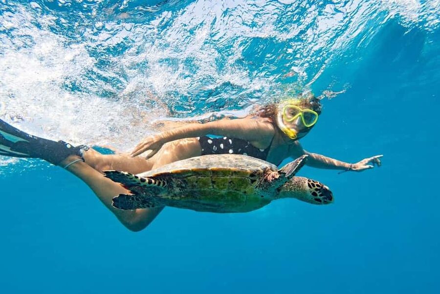 Marsa Alam: Snorkeling with Sea Turtles Marsa Mubarak - Key points to know before booking