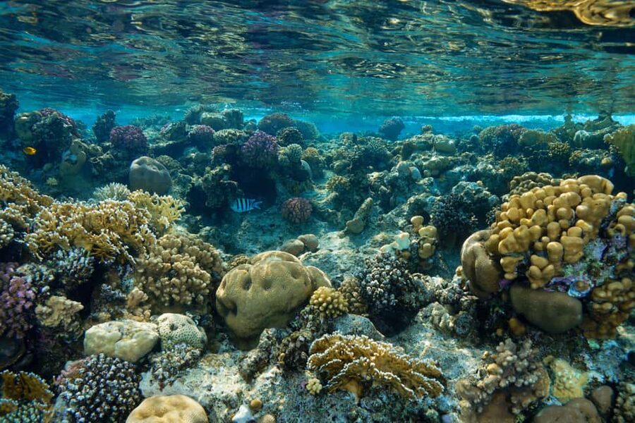 Marsa Alam: Snorkeling with Sea Turtles Marsa Mubarak - Looking for turtles at Marsa Mubarak