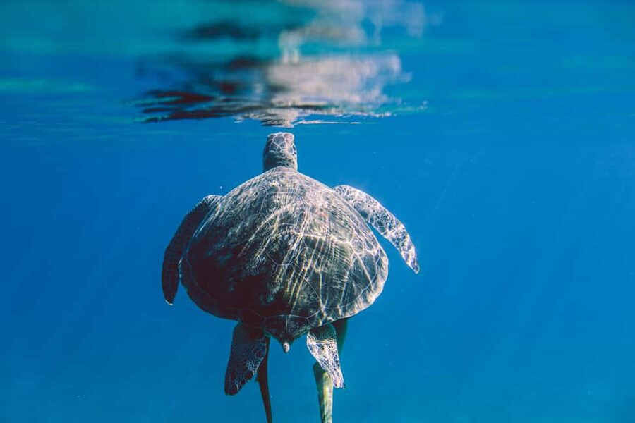 Marsa Alam: Snorkeling with Sea Turtles Marsa Mubarak - Guides who make the water easier
