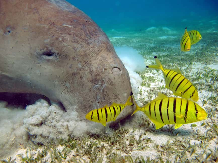 Marsa Alam: Snorkeling with Sea Turtles Marsa Mubarak - Is $68 good value?
