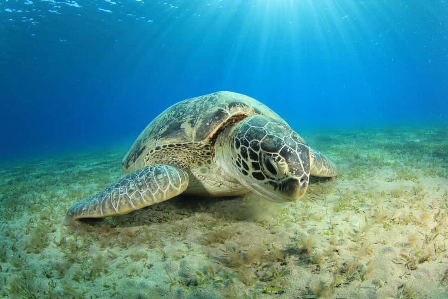 Marsa Alam: Snorkeling with Sea Turtles Marsa Mubarak - Health, safety, and comfort