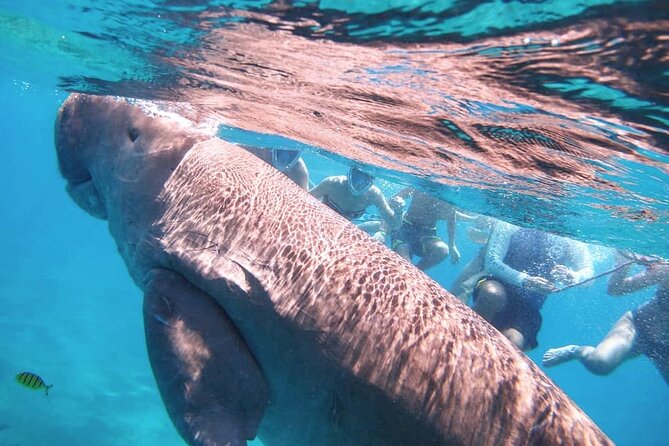 Marsa Mubarak snorkeling with dugong and turtles - marsaalam - Why Marsa Mubarak is worth the trip