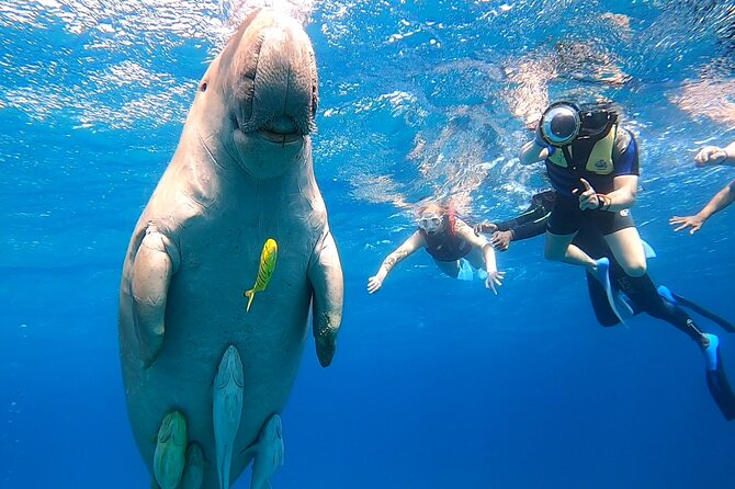 Marsa Mubarak snorkeling with dugong and turtles - marsaalam - What the crowding means for the animals