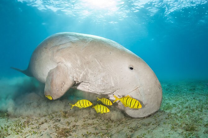 Marsa Mubarak snorkeling with dugong and turtles - marsaalam - Boat conditions, timing, and practical comfort