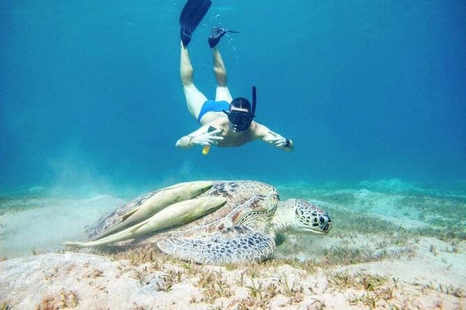 Marsa Mubarak snorkeling with dugong and turtles - marsaalam - What the $82 price really buys