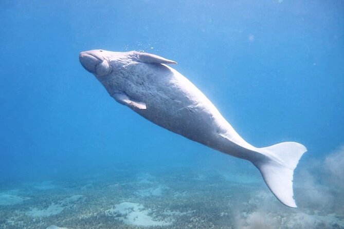 Marsa Mubarak snorkeling with dugong and turtles - marsaalam - From your hotel to Port Ghalib
