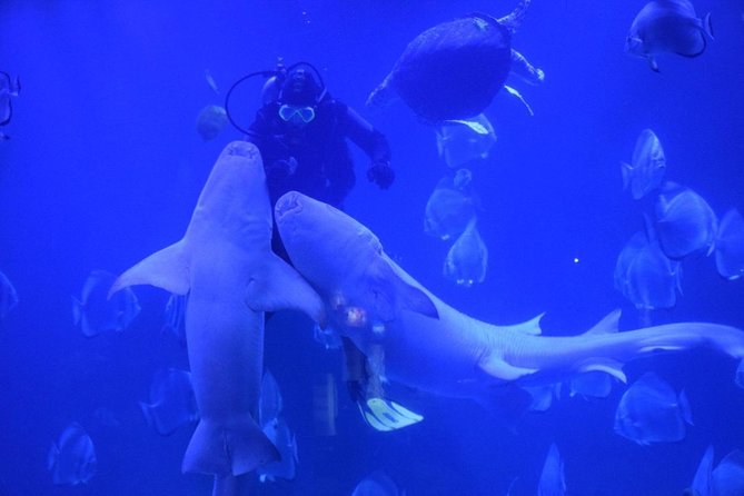 Official Account: Hurghada Grand Aquarium Entrance Tickets - What You Actually Get for $29.97
