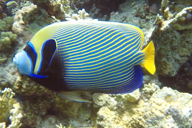 PADI Advanced Diving Course in Hurghada - Learn Scuba Diving - The Red Sea setting, without losing sight of the course
