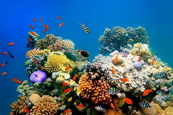 PADI Scuba Diver (PSD) - Is $319.87 a fair price?