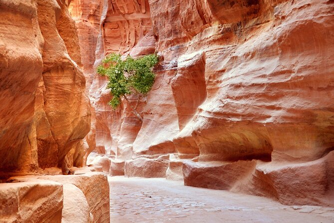 Petra Temple And Jordan full day Tour From Sharm El Sheikh - Booking details worth checking before you pay