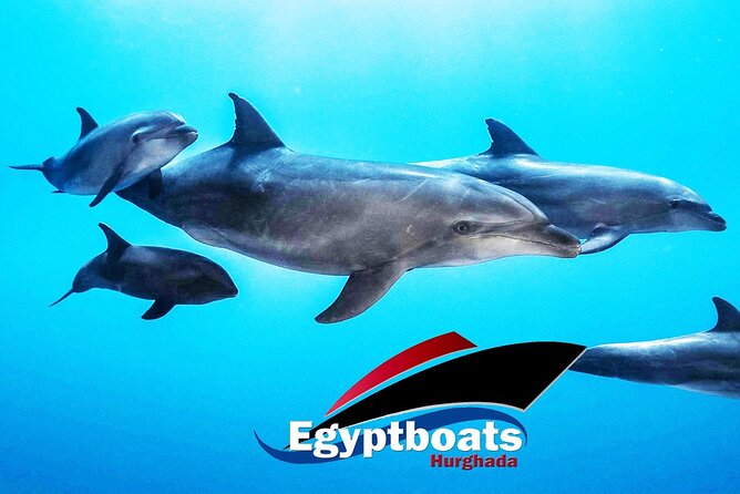 PRIVATE! | 4-hour Speed Boat Trip | Swim With Dolphins, Snorkeling & Island - Leaving from Hurghada Marina