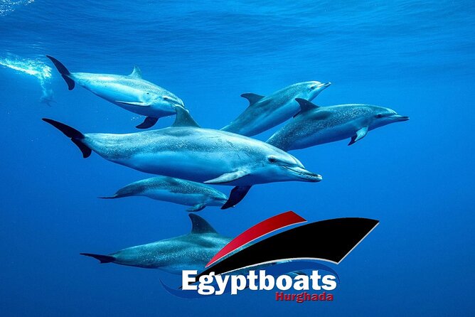 PRIVATE! | 4-hour Speed Boat Trip | Swim With Dolphins, Snorkeling & Island - Carless Reef: the first look below the surface