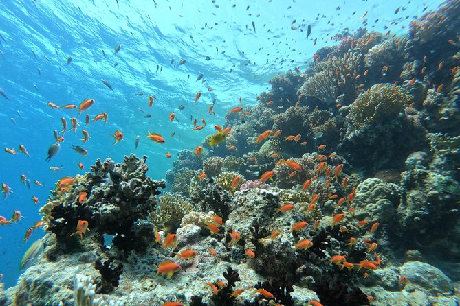 Private Dolphin Watching And Snorkeling Tour - Abu Minqar Island for the Slow Part of the Day