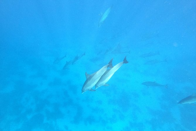 Private Dolphin Watching And Snorkeling Tour - Who Will Get the Most From This Trip