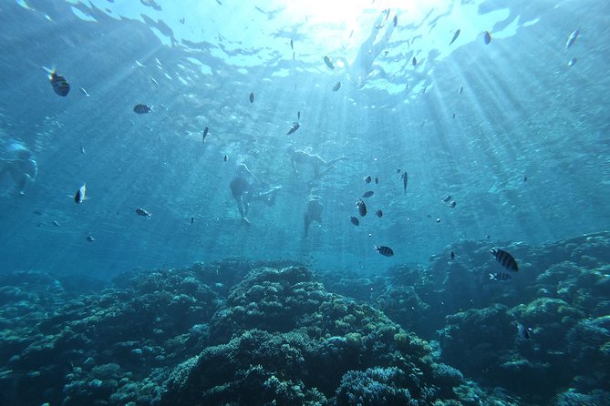 Private Dolphin Watching And Snorkeling Tour - Two Reef Stops With Equipment Included