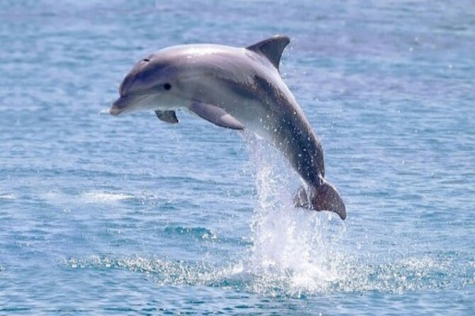 Private Speed Boat Snorkeling with Dolphins Trip - Hurghada - Who will enjoy this Hurghada excursion?