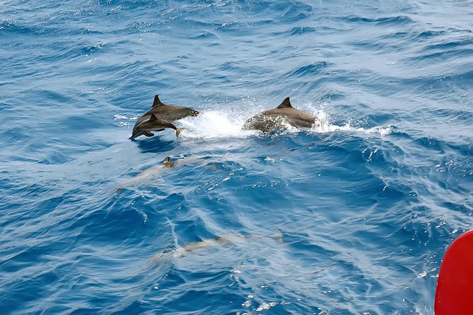 Private Speed Boat to Magawish Island's Hidden Wonders - Hurghada - What the feedback tells me about organization