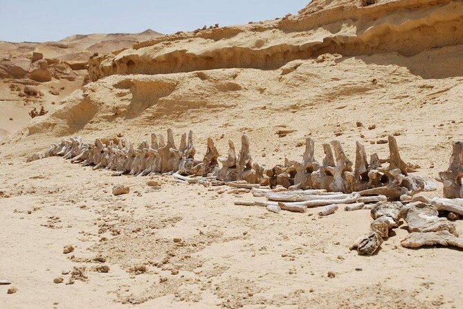 Private Tour to Whales Valley & Wadi El Rayan Waterfalls in El Fayoum from Cairo - What the private format really gives you