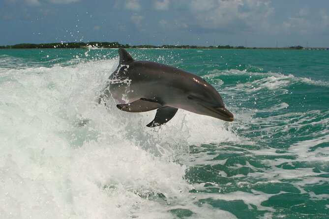 Private Yacht Cruise to Dolphin House with Lunch : Hurghada - Extra activities and what is not clearly defined