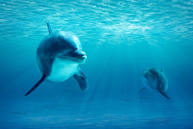 Private Yacht Cruise to Dolphin House with Lunch : Hurghada - The important timing warning