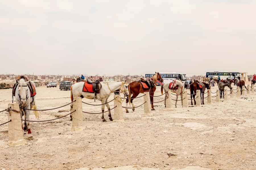 Pyramids of Giza and Great Sphinx: Private Half-Day Tour - Comparing Chephren and Mykerinos