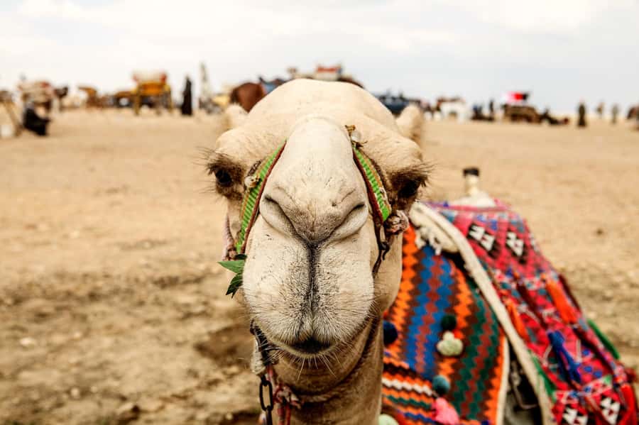 Pyramids of Giza and Great Sphinx: Private Half-Day Tour - The $65 price and what it covers