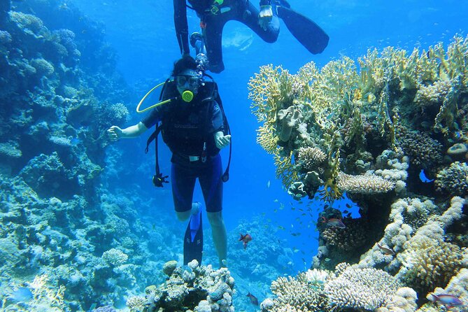 Ras Mohamed and White Island Snorkeling Trip and One Stop Diving-Sharm El Shiekh - A full Red Sea day for a modest price