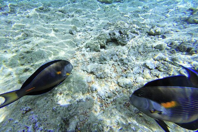 Ras Mohamed & White Island from Sharm El Sheikh by boat - The optional beginner scuba session