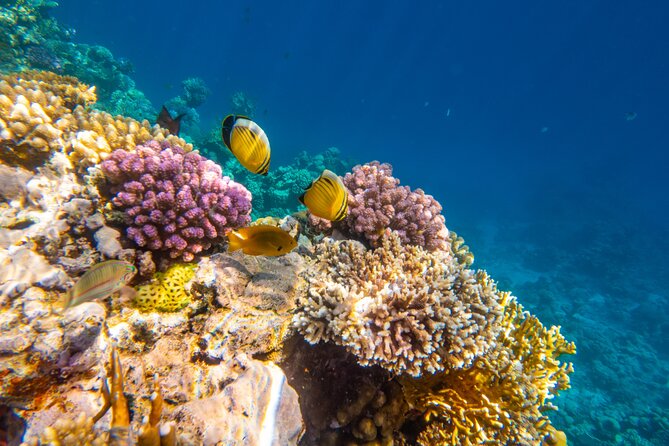 Ras Muhammed & White Island Snorkeling Sea Trip - Sharm El Sheikh - Lunch and drinks keep the price honest